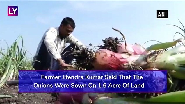 Madhya Pradesh: As Onion Prices Shoot Up, Thieves Steal Crop Worth Rs 30,000 In Mandsaur District