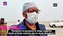 Thousands Of Birds Found Dead Near Rajasthans Sambhar Lake, Avian Botulism Reason Behind Deaths