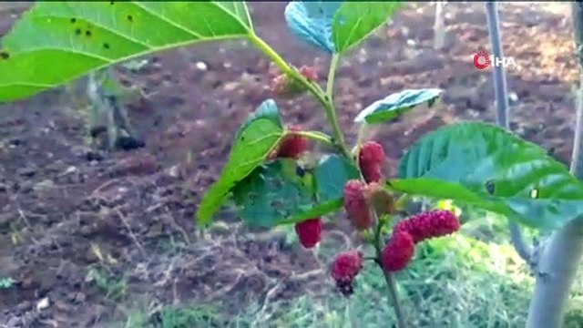 Kasım Ayında Dut Ağacı Meyve Verdi, Kiraz Ağacı Çiçek Açtı