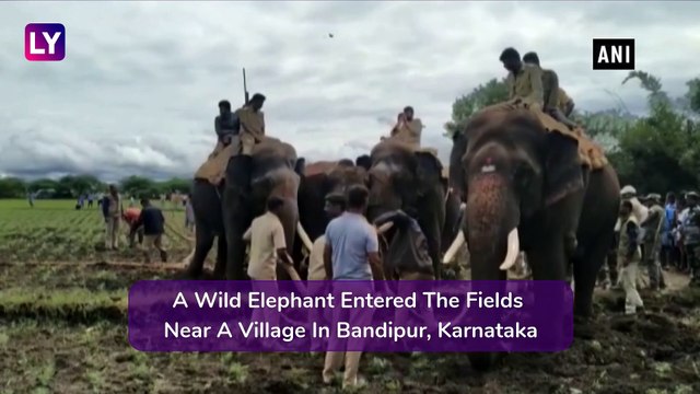 Wild Elephant Rescued With The Help Of Other Tamed Elephants In Bandipur, Karnataka