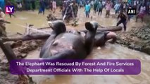 Elephant Falls Into Muddy Well, Locals & Forest Officials Join Hands To Rescue The Jumbo