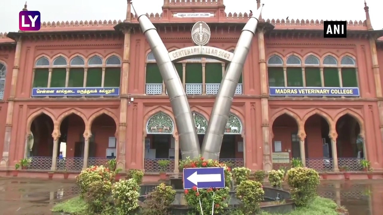 Tamil Nadu  52kg Plastic Removed From Cow's Stomach In Chennai