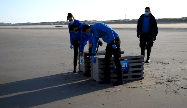 Blankenberge: deux phoques retrouvent la liberté et le large