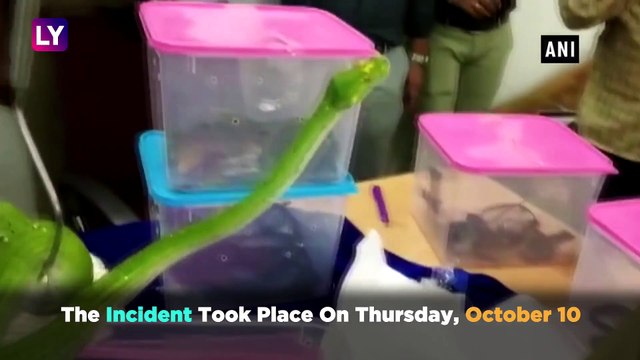 Exotic Pythons, Reptiles Seized By Customs Officials From Chennai Airport, Two Detained