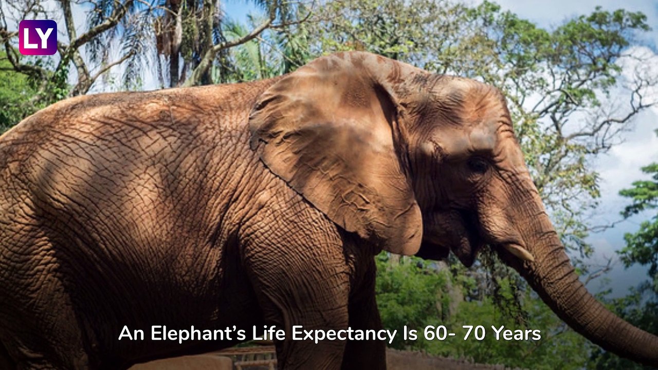 World Elephant Day: Interesting Facts About The Magnificent Pachyderm