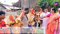 Pola 2019: Significance & Celebrations Associated With Bull-Respecting Festival Held During Shravan