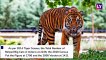 International Tiger Day 2019: Know Interesting Facts About the Big Cats