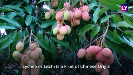 Litchi or Lychee: Can This Fruit Be Poisonous? How to Eat This Fruit Safely