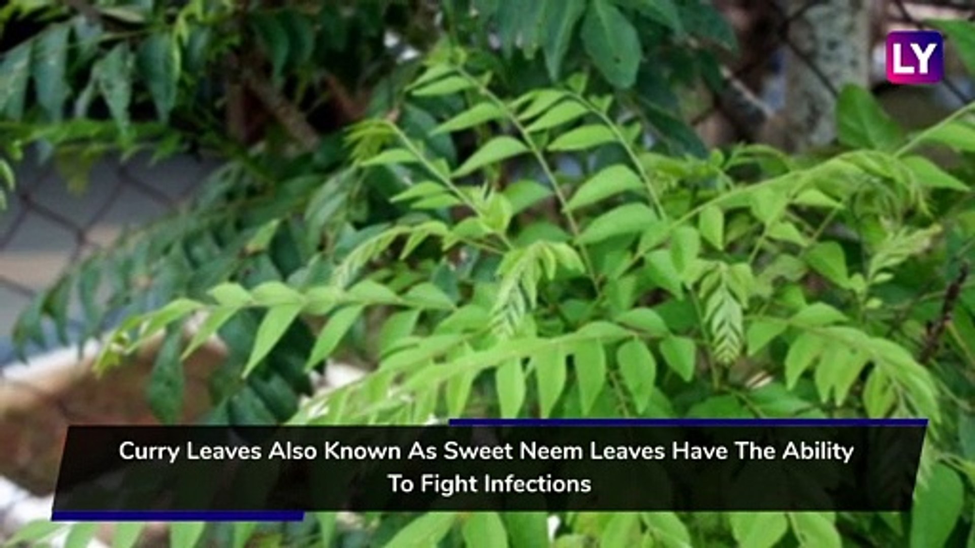 The Many Benefits Of Curry Leaves or Kadi Patta For Skin And Hair - video  Dailymotion