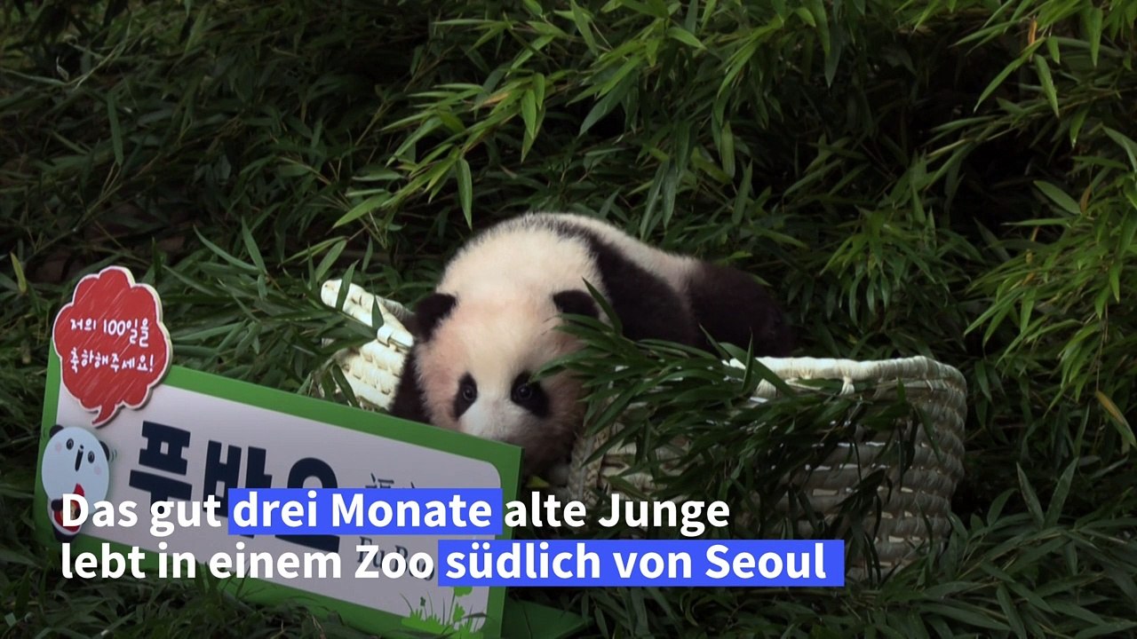Panda-Baby macht erste Schritte in der Öffentlichkeit