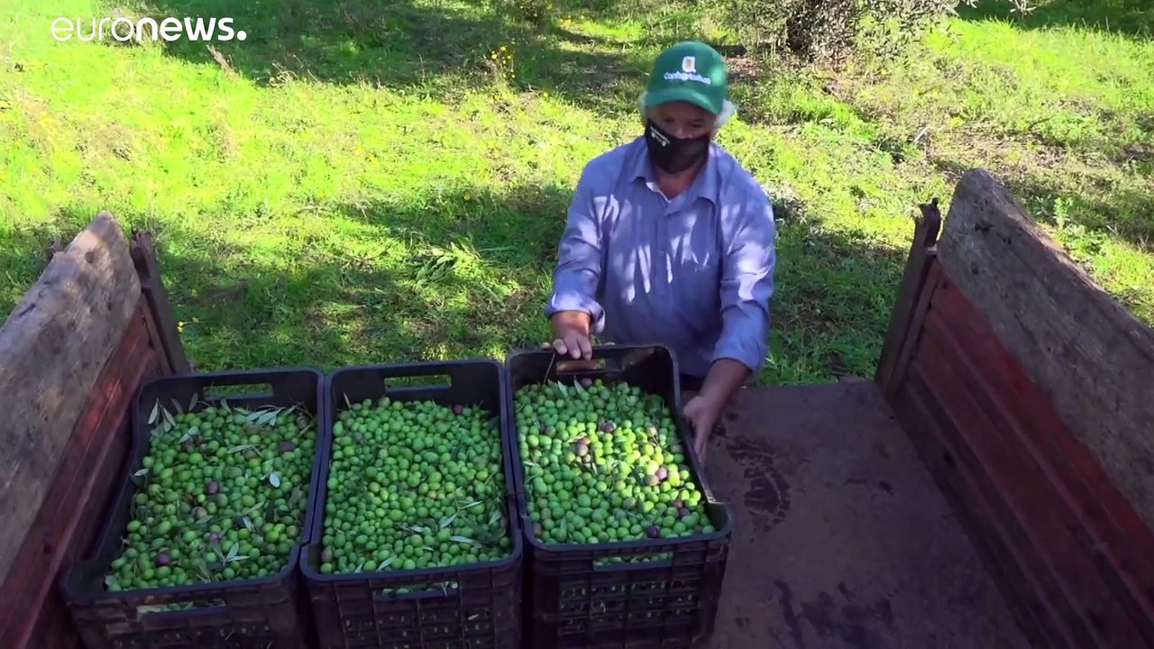 Olivenöl aus Italien: Rutschpartie der Marktpreise