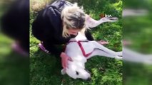 Tüfekle vurulan köpeğine sarılarak böyle feryat etti