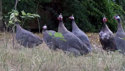 Pendant ce temps-là, un peu de "mignonnerie" à la ferme de Figuerolles