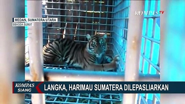 Harimau Sumatera Sri Nabilla Dilepasliarkan ke Taman Nasional Gunung Leuser