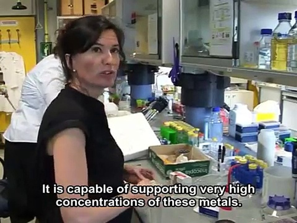 La plante qui aimait les métaux lourds  - The plant that loved heavy metals