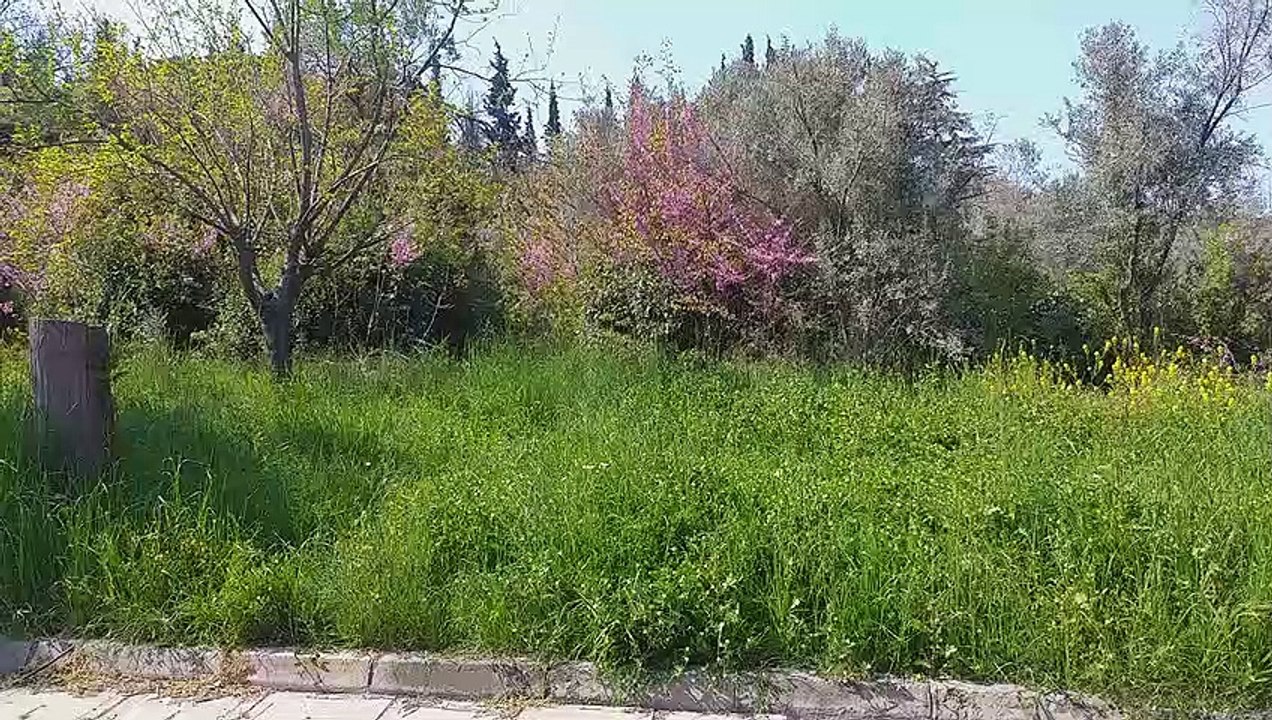 doğa ve yeşil ve kuş sesi