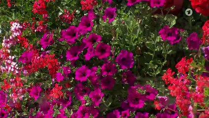 Sturm der Liebe 3484 folge