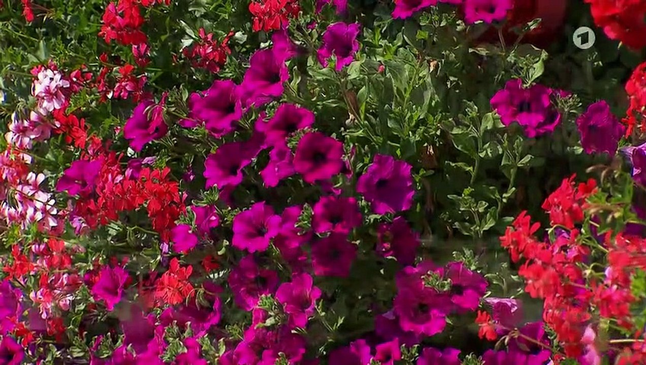 Sturm der Liebe 3484 folge