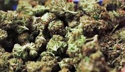 How racism contributed to marijuana prohibition in the US