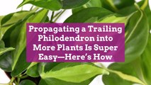 Propagating a Trailing Philodendron into More Plants Is Super Easy—Here's How