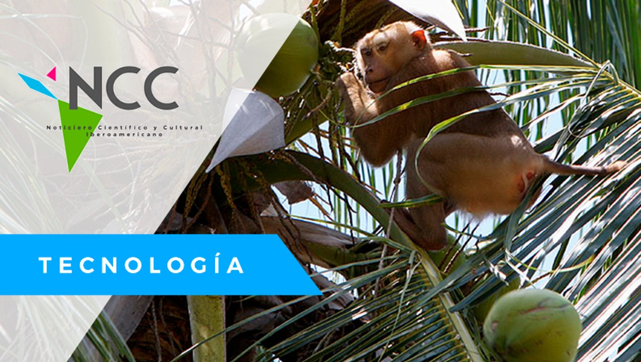 PETA de­nun­cia el uso de mo­nos para re­co­lec­ción de co­cos en Tai­lan­dia