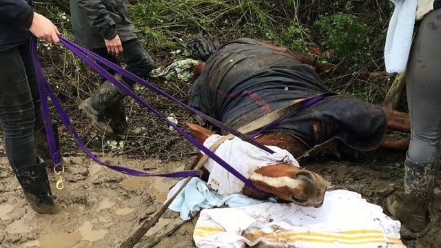 The Impact on Firework Displays have on Animals