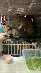 Kitty Massages His Brother's Stress Away