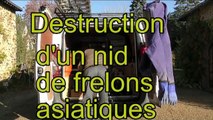 Destruction d'un nid de frelons asiatiques