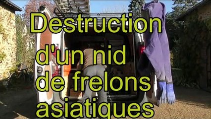 Destruction d'un nid de frelons asiatiques