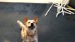 dog loves to play with bubbles - nev&apos;s bubble paradise bloopers - dog playing with bubbles