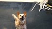 dog loves to play with bubbles - nev's bubble paradise bloopers - dog playing with bubbles