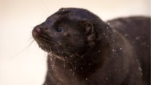 Denmark To Cull Nation's Mink Population After Finding Coronavirus