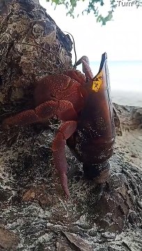 Hermit Crab Chooses Broken Bottle for New Home