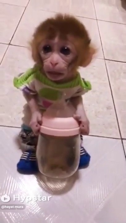 funny monkey_77