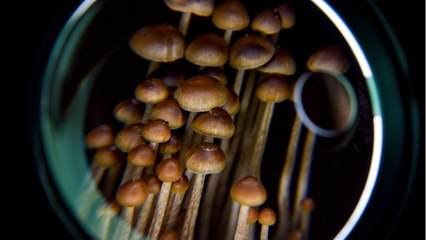 Oregon Legalizes 'Magic' Mushrooms