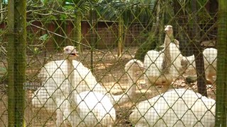 After Lockdown Thiruvananthapuram Museum and Zoo  Reopened