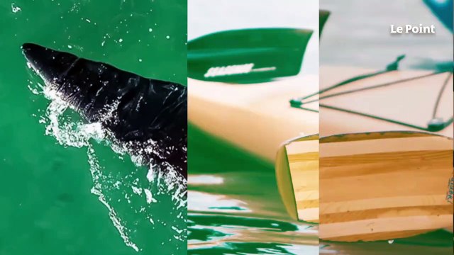 États-Unis : deux kayakistes se retrouvent « avalées » par une baleine