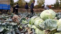 Erciş’te yetiştirilen lahana bölgenin ihtiyacını karşılıyor