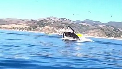 Deux kayakistes se retrouvent dans la gueule d'une baleine