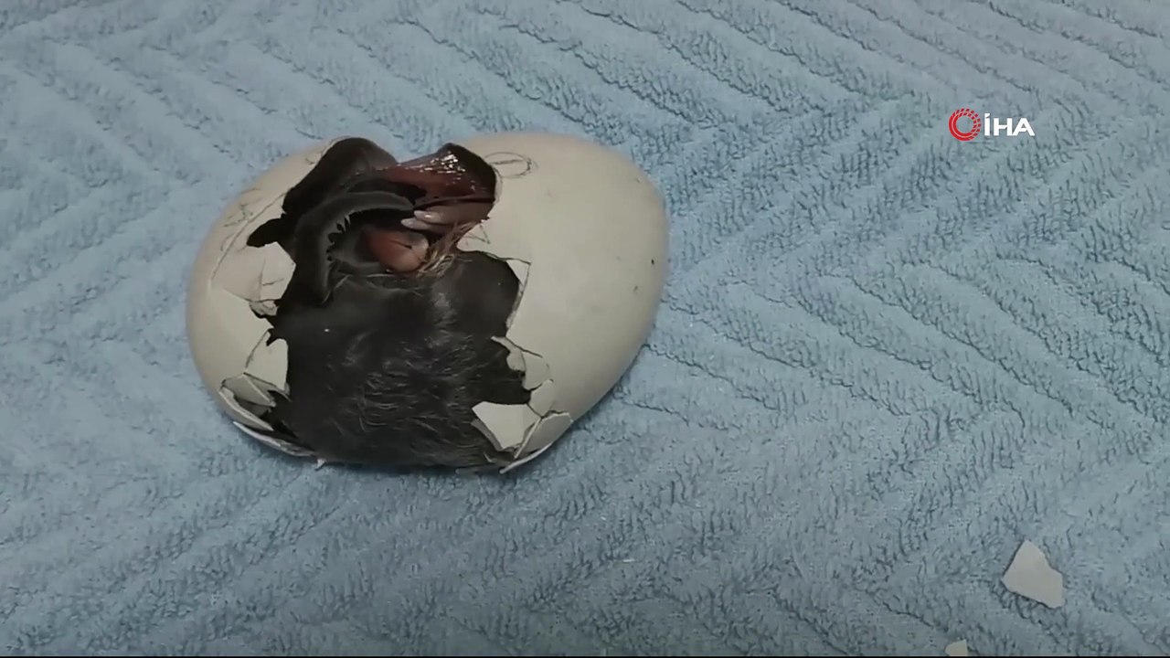 - Çin’de Çember Sakallı Penguen’in yumurtadan çıktığı an ilgiyle izlendi