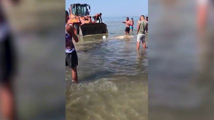 Ora News - Delfin i ngordhur në plazhin e Durrësit
