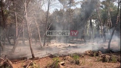 Télécharger la video: Report TV -Zjarri vijon të përfshijë sipërfaqe me pisha në Seman, priten përforcime nga ushtria