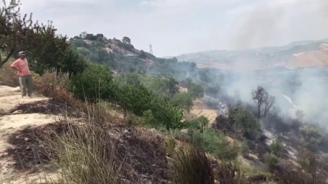 Ora News - Mallakastër, një sipërfaqe me ullinj përfshihet nga flakët