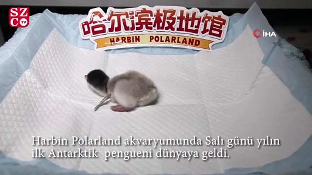Çin’de Çember Sakallı Penguen’in yumurtadan çıktığı an ilgiyle izlendi