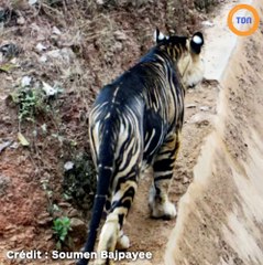 Cet amateur photographie un tigre noir, hyper rare en Inde
