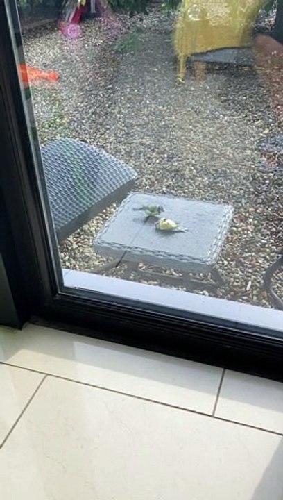 Bird Revived by Friend After Bumping Into Window