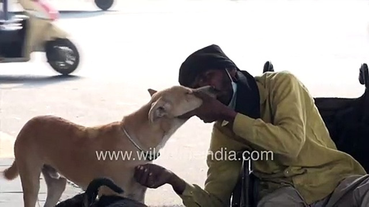 Touching sight: Man in wheelchair kisses stray dogs or dogs kiss man? PDA over hygiene?