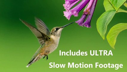 Hummingbirds Ultra Slow Motion - Amazing Hummingbird Facts, Full HD