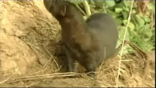 Dinamarca sacrificará a sus visones tras encontrar una mutación del Covid-19 que ha infectado a humanos