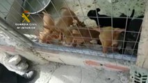 La Guardia Civil rescata en Baena a 13 cachorros de perro abandonados